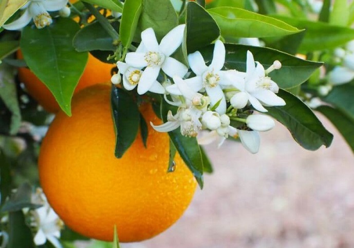 مضرات عرق بهار نارنج
