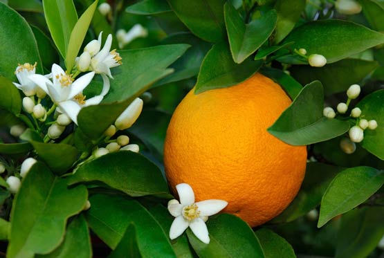 خواص بهار نارنج در طب سنتی