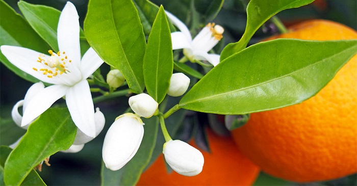 خواص درمانی بهار نارنج در طب سنتی