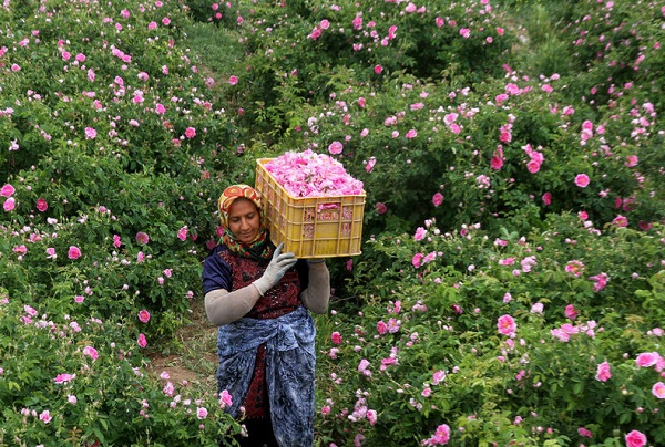 آشنایی با مضرات گل محمدی آشنایی با مضرات گل محمدی