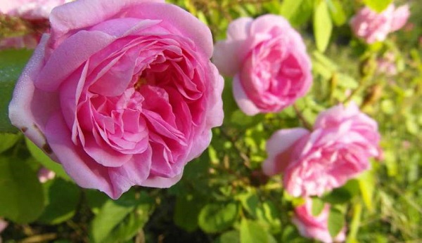 درمان سردرد و چشم درد و سرخی چشم با گلاب درمان سردرد و چشم درد و سرخی چشم با گلاب