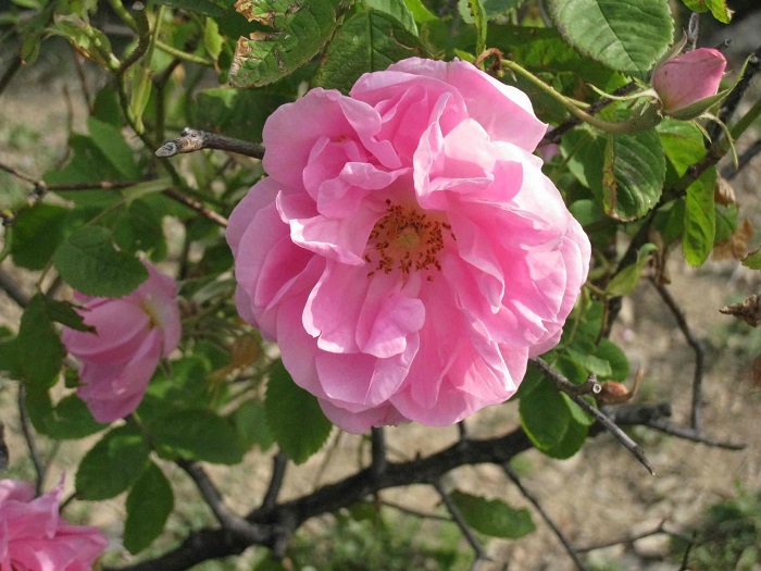 گلاب و گل سرخ مقوی اعضای رئیسه بدن مانند قلب, مغز و کبد