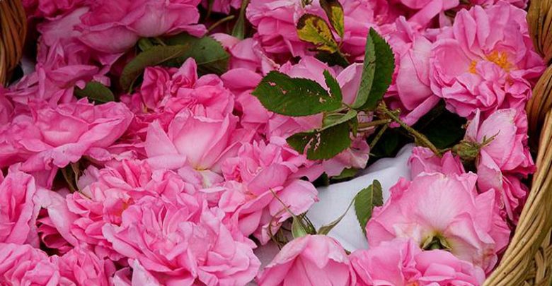 خواص گلاب برای مو